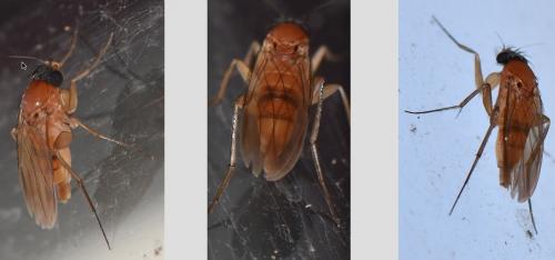 Réf. 278 152 : Phalacrotophora sp.